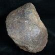 Edmontosaurus Calcaneum (Heel Bone) - Montana #11830-3